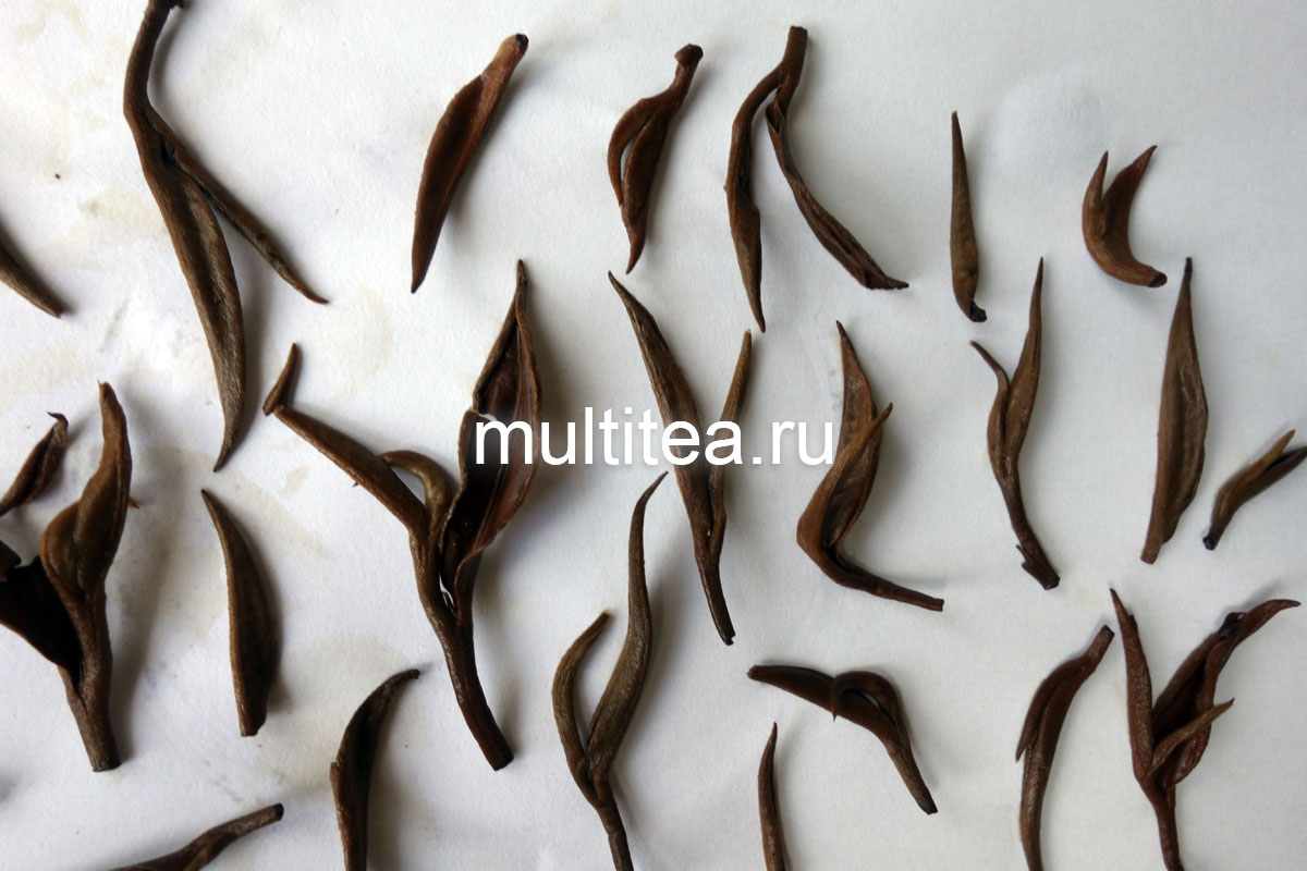 Почка и молодой листочек Дянь Хун Золотая Улитка