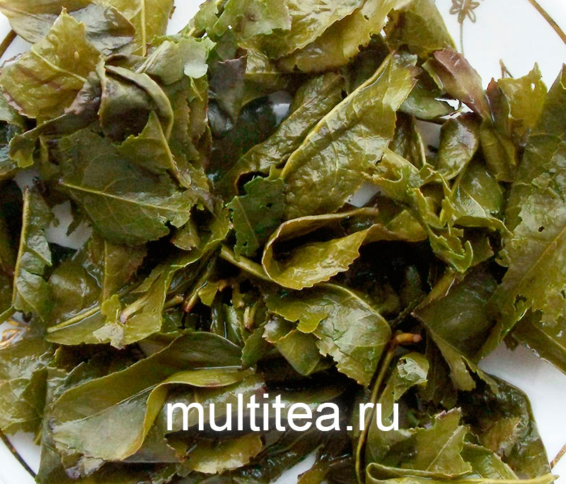 листья после заваривания улун Gold Gui Tieguanyin