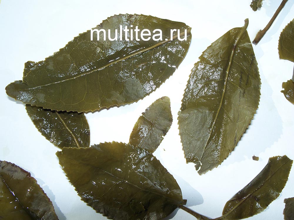 на листья улуна с острова Тайвань почти не видно следов ферментации