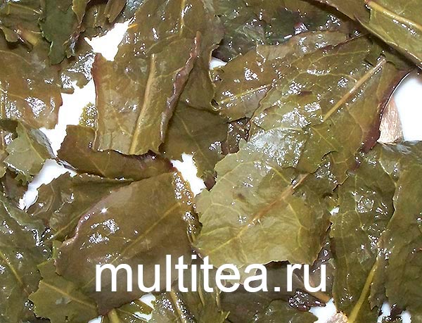 листья после зваривания Те Гуань Инь фото крупным планом